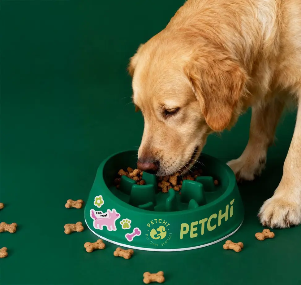 Dog enjoying a green Petchi bowl in the supplied final brand mockup